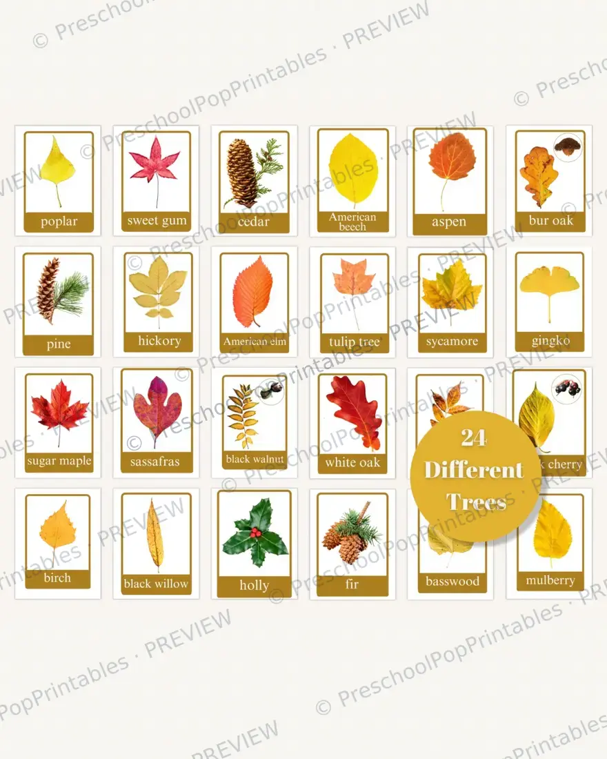 Fall tree Leaf ID cards — image 7