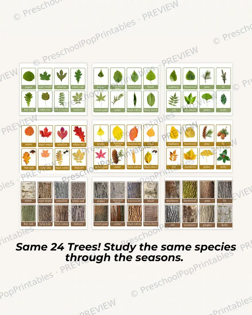 Fall tree Leaf ID cards — image 5
