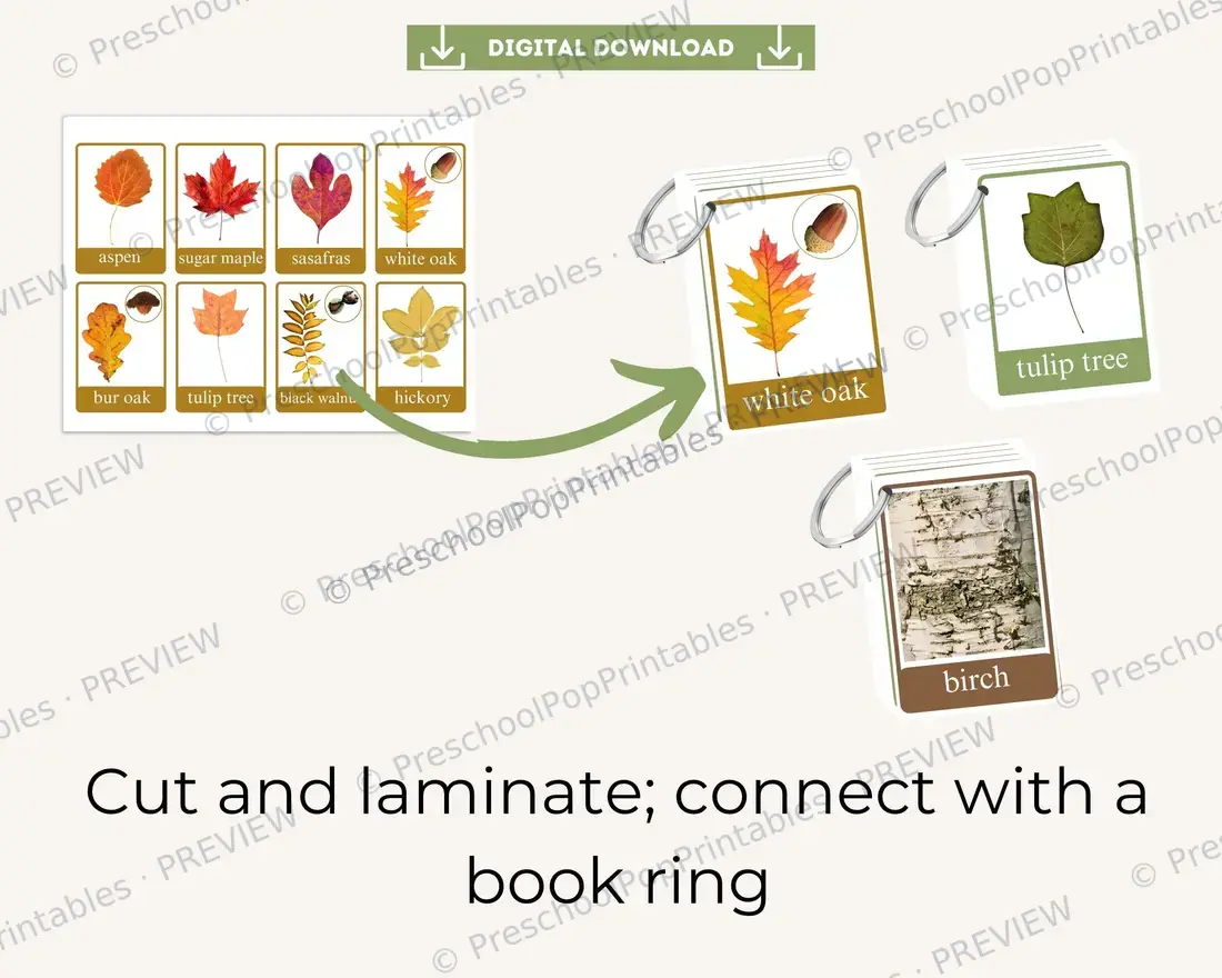 Fall tree Leaf ID cards — image 9