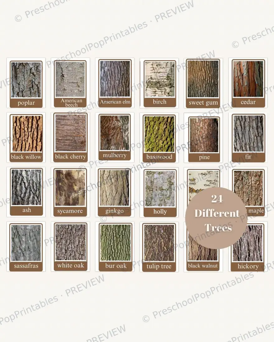 Fall tree Leaf ID cards — image 8