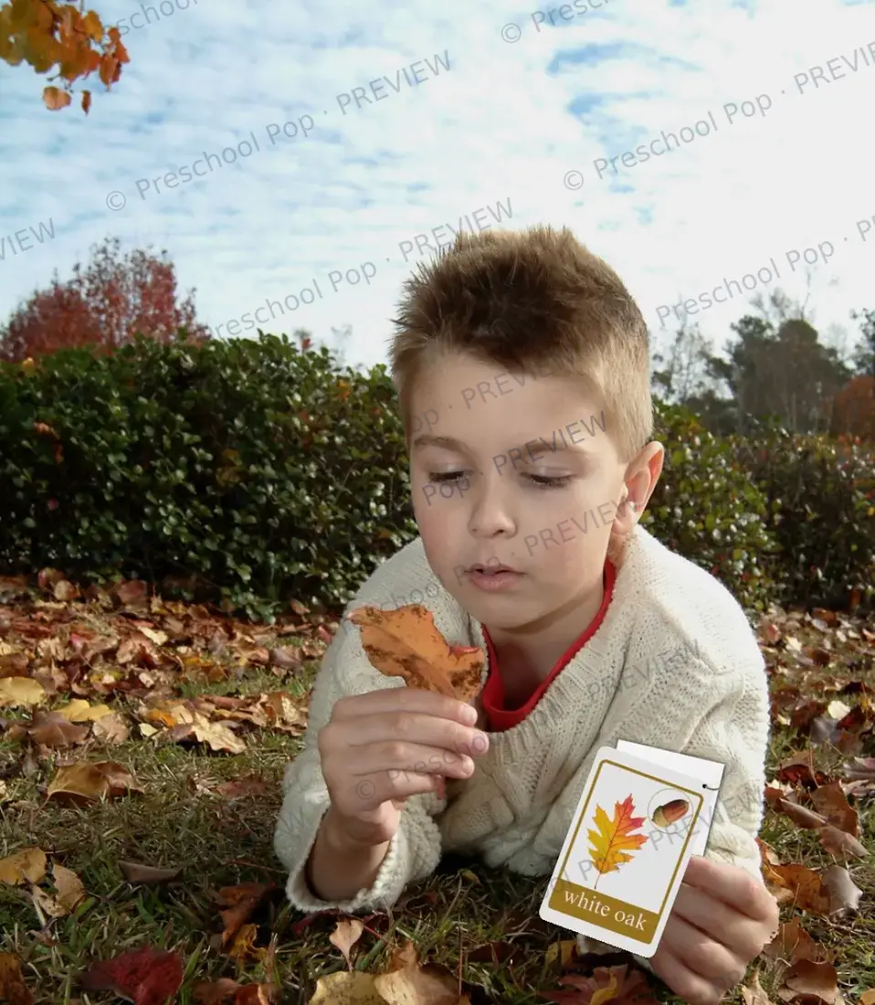 Fall tree Leaf ID cards — image 2