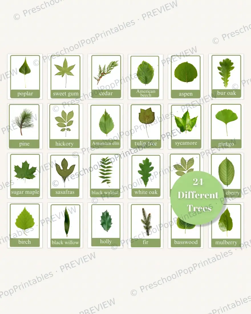 Fall tree Leaf ID cards — image 6