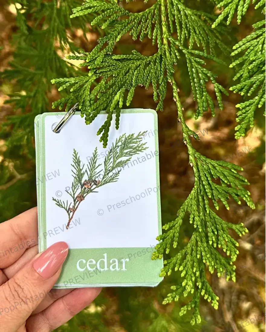 Fall tree Leaf ID cards — image 4
